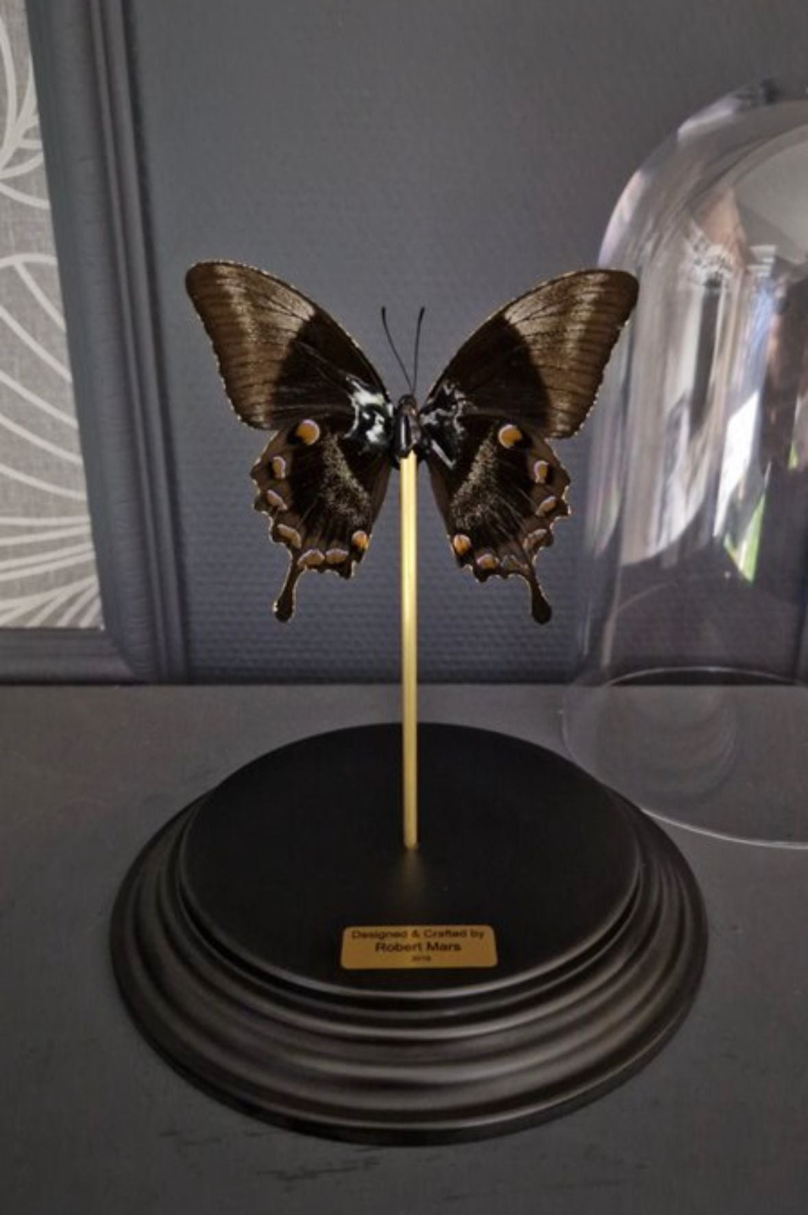 Artwork - Unieke 23kt bladgoud vergulde Ulysses vlinder