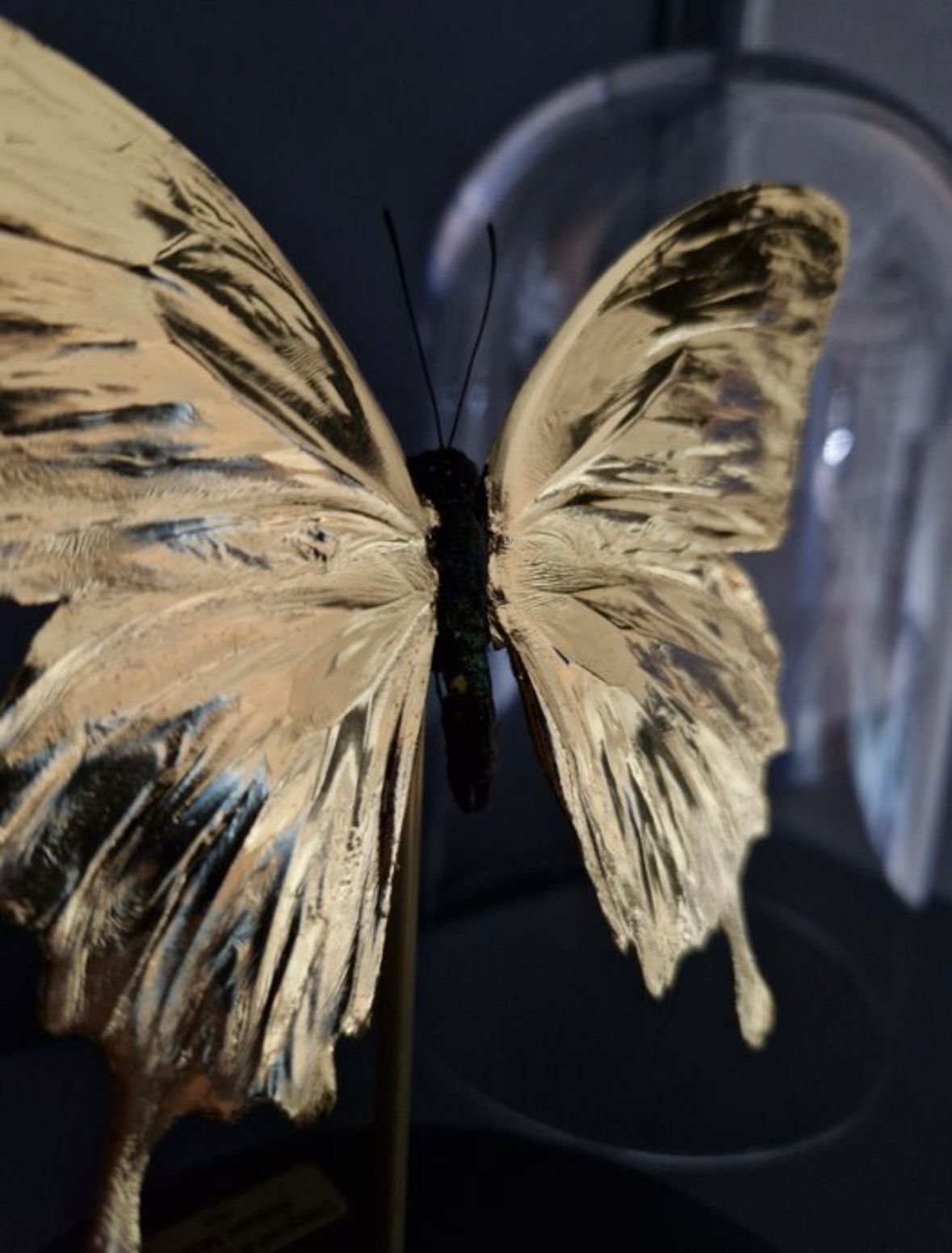 Artwork - Unieke 23kt bladgoud vergulde Ulysses vlinder